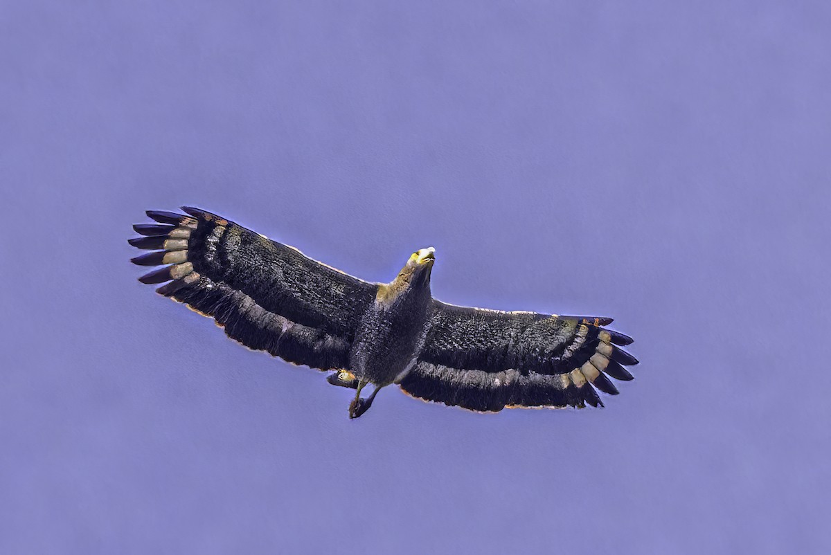 Crested Serpent-Eagle - ML518496441