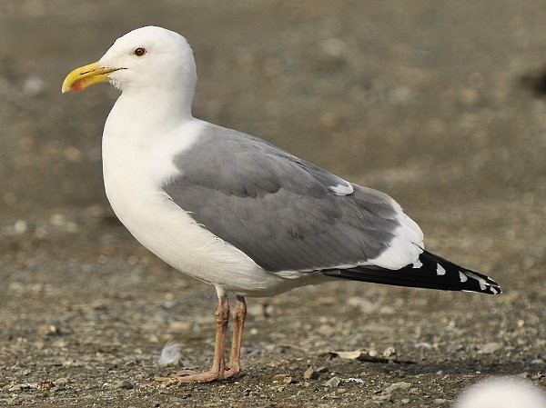 Western Gull - Gord Gadsden