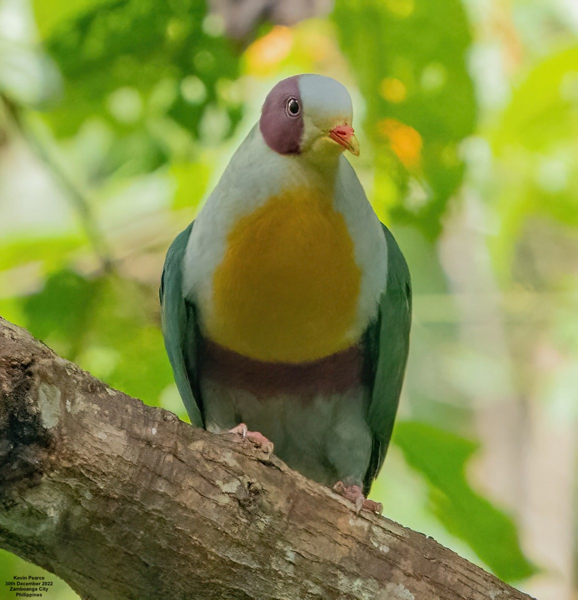 Yellow-breasted Fruit-Dove - ML518497381