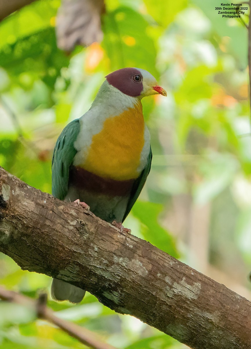 Yellow-breasted Fruit-Dove - ML518497401