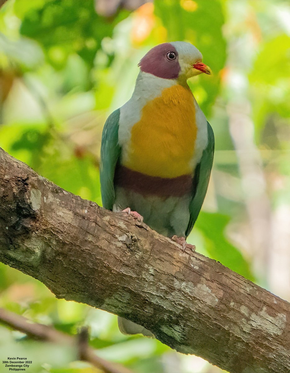Yellow-breasted Fruit-Dove - ML518497411