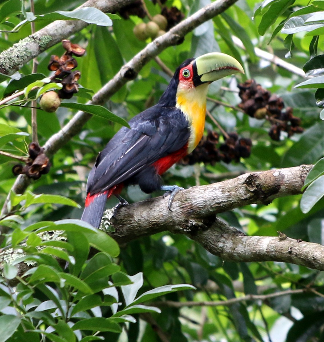 Red-breasted Toucan - Feliciano Lumini