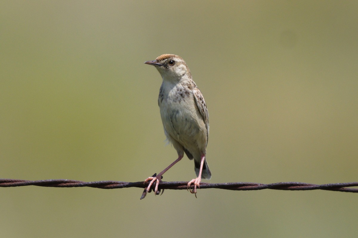 Wing-snapping Cisticola - ML518503741