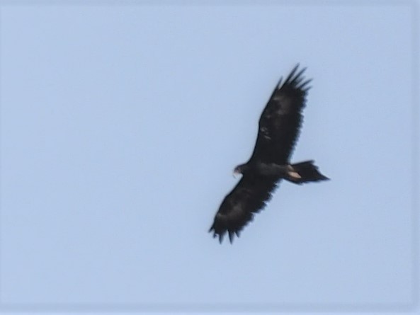 Wedge-tailed Eagle - Magen Pettit