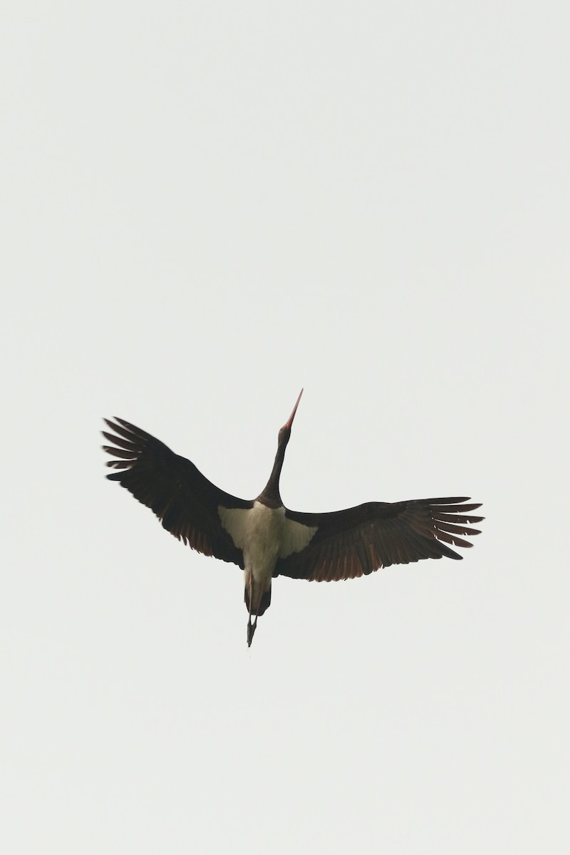 Black Stork - ML518505361