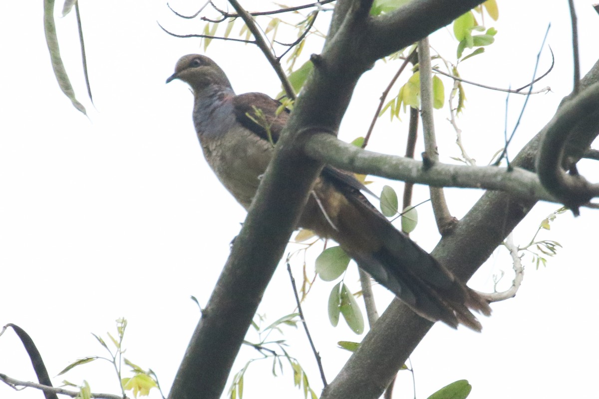 Barred Cuckoo-Dove - ML518506321