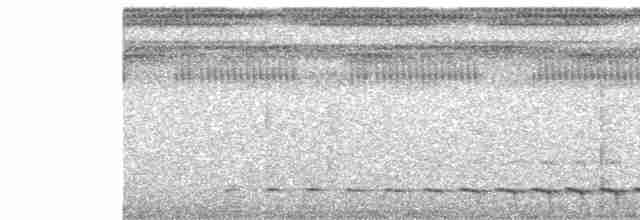 White-tailed Trogon - ML518508731