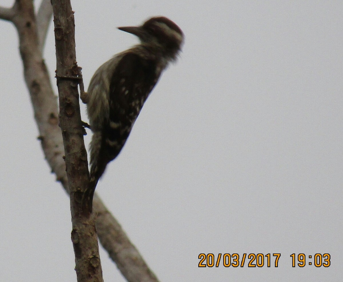 Brown-capped Pygmy Woodpecker - Raju Kidoor