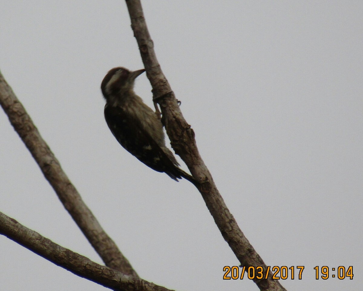 Brown-capped Pygmy Woodpecker - ML51850961