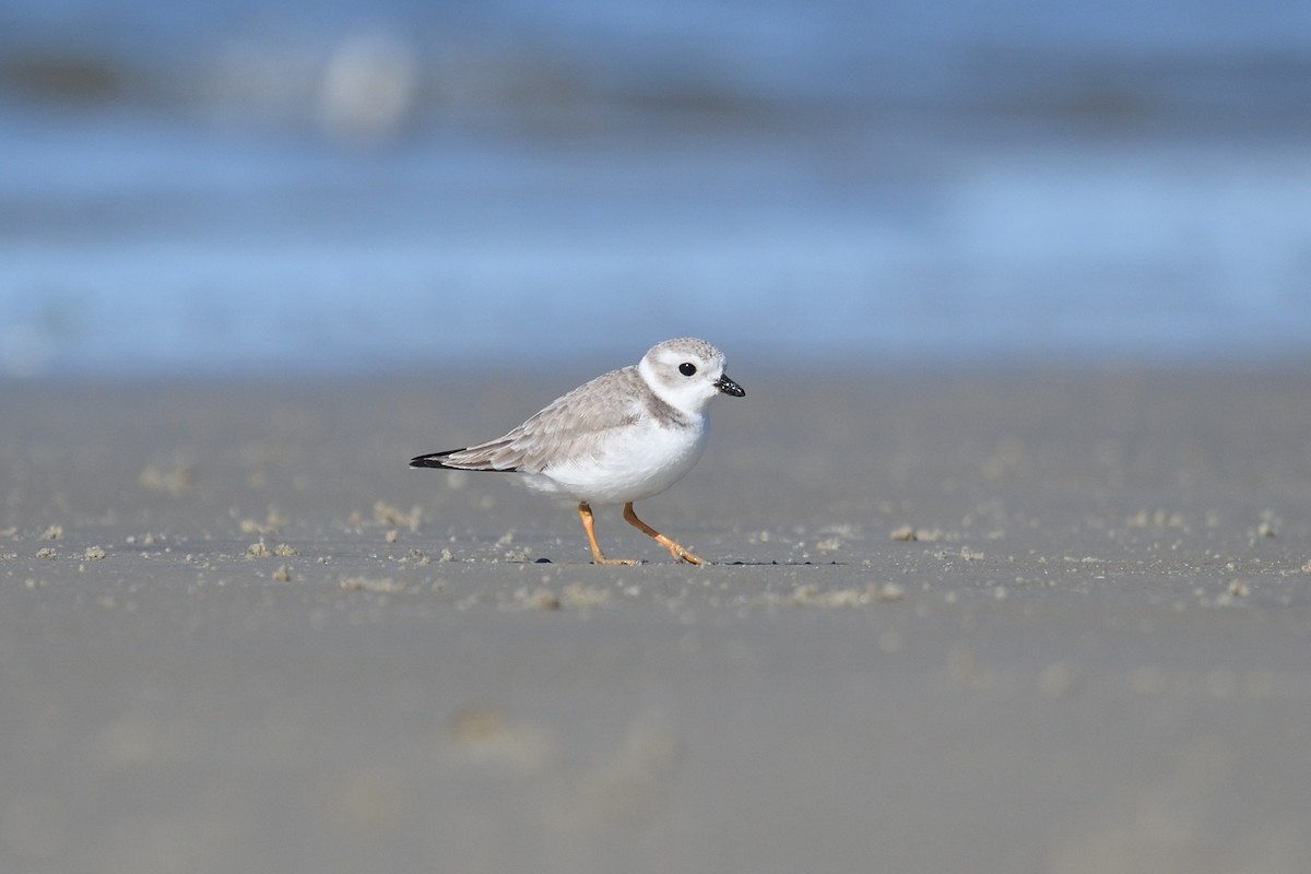 Piping Plover - ML518512771