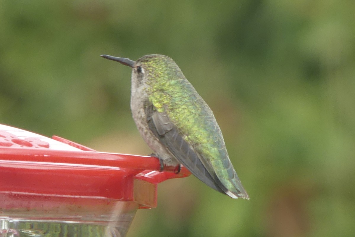hummingbird sp. - ML518516551