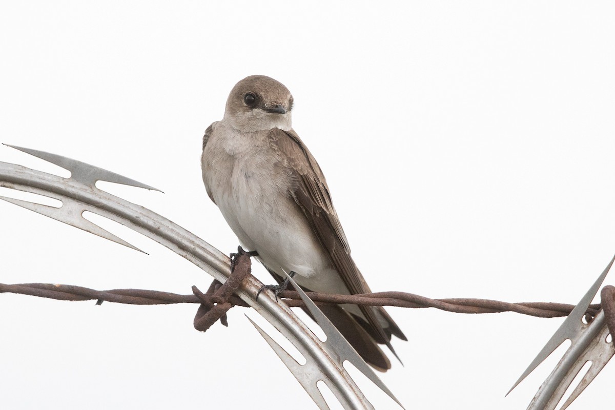 Northern Rough-winged Swallow - ML51852011