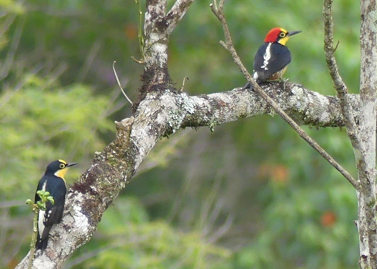 Yellow-fronted Woodpecker - Robin Duska