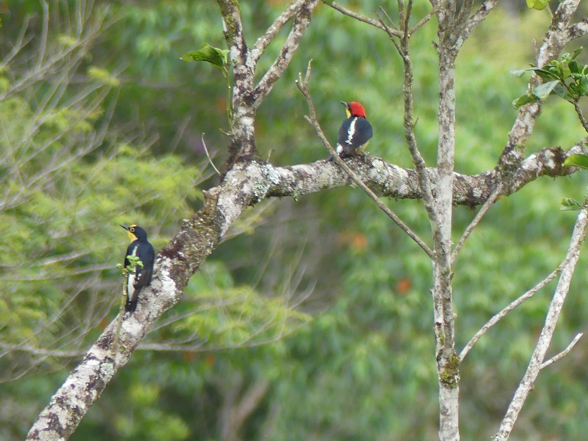 Yellow-fronted Woodpecker - ML518520641