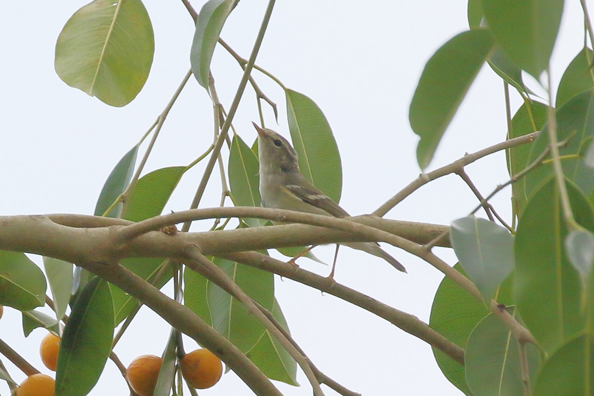 Yellow-browed Warbler - ML518522251