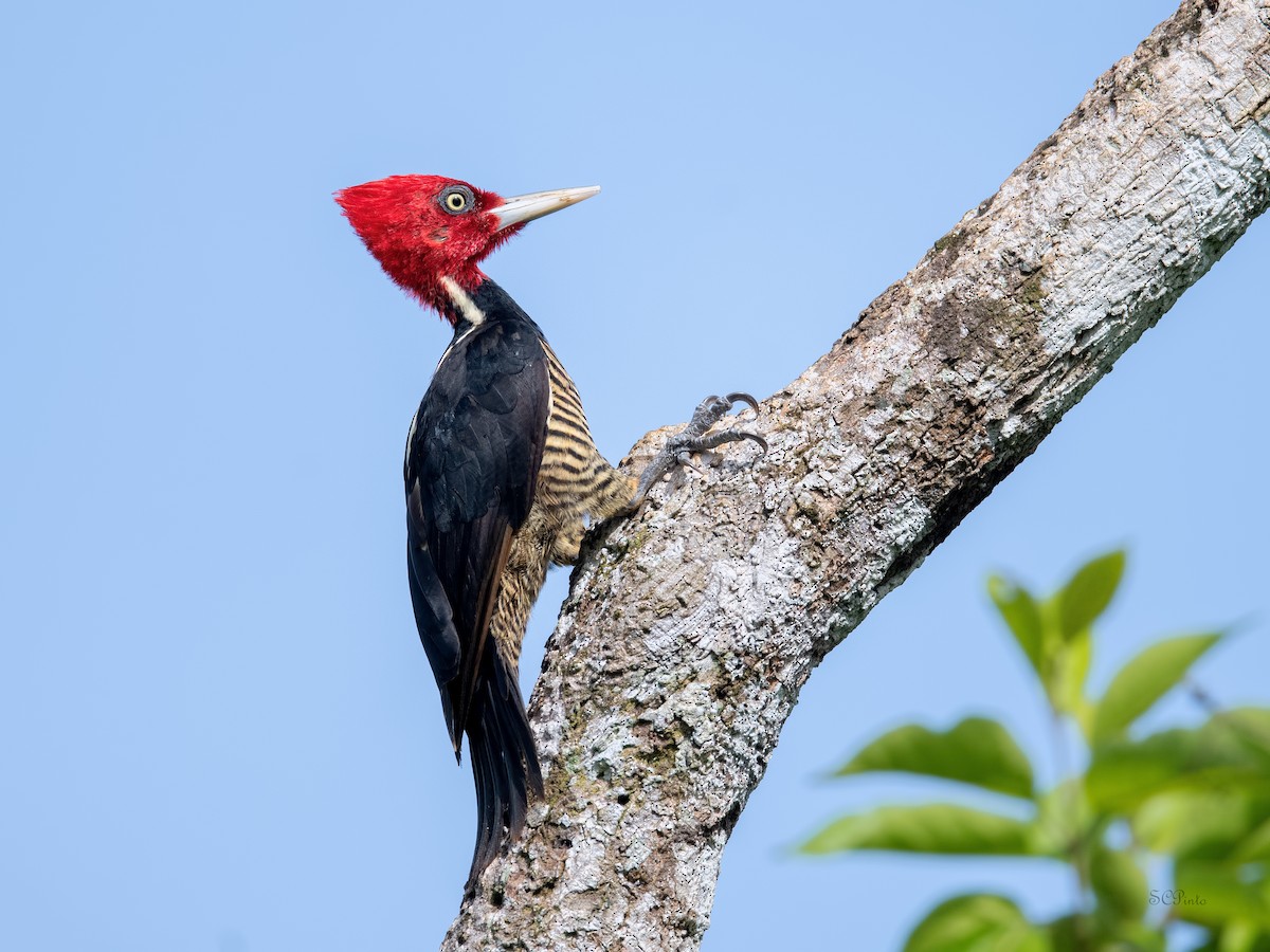 Pale-billed Woodpecker - Shailesh Pinto