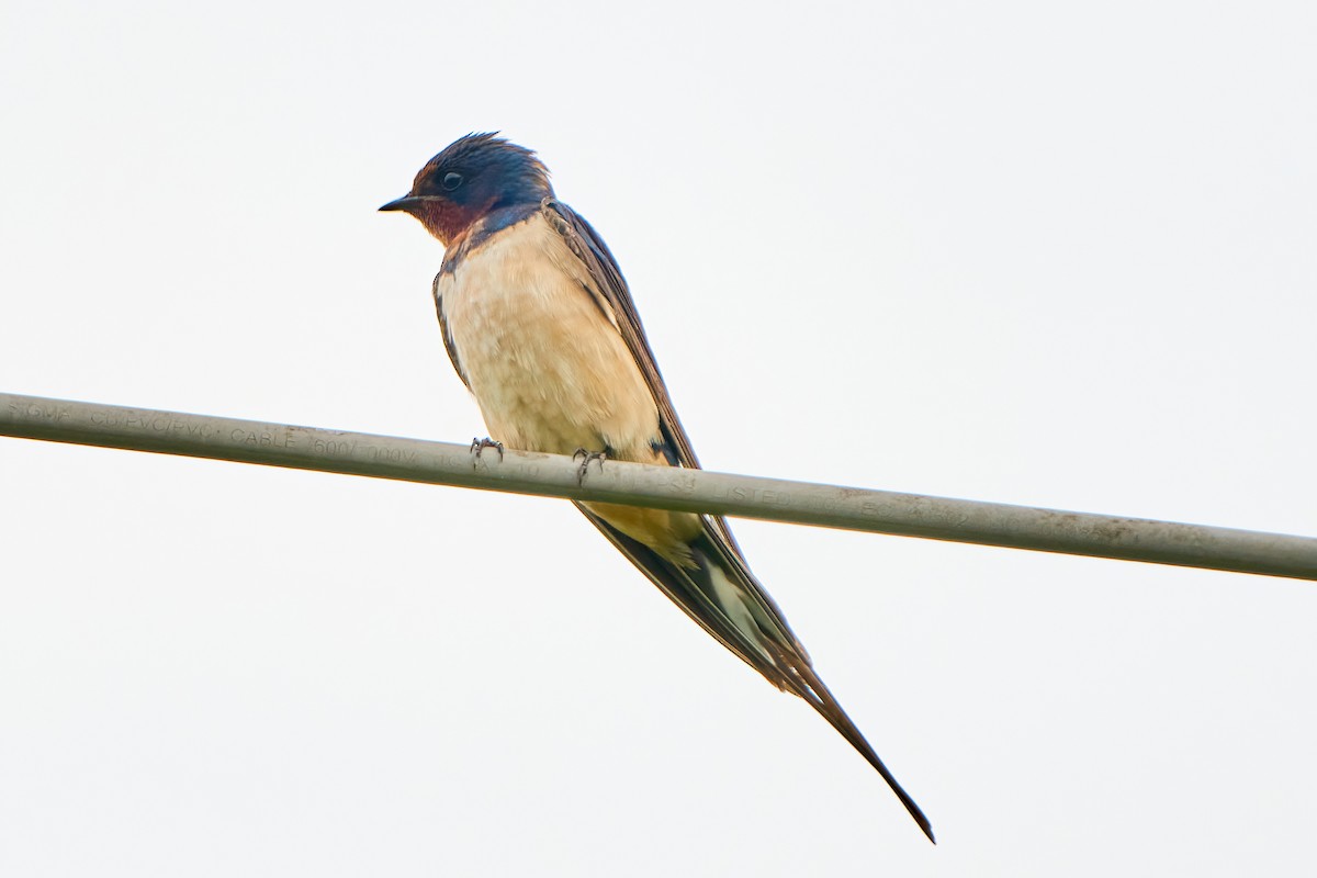 Barn Swallow (Buff-bellied) - ML518528931