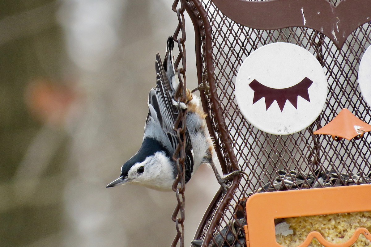 White-breasted Nuthatch - ML518530521
