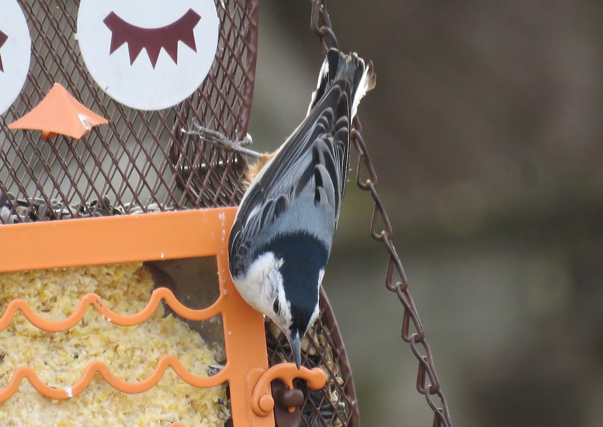 White-breasted Nuthatch - michele ramsey