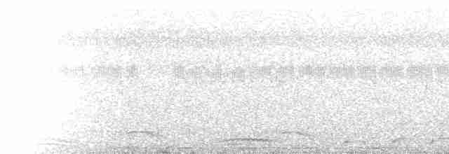 Spot-tailed Nightjar - ML518535