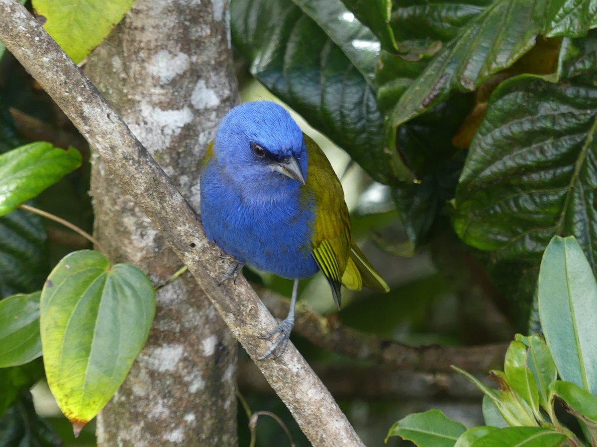 Blue-capped Tanager - ML518536091