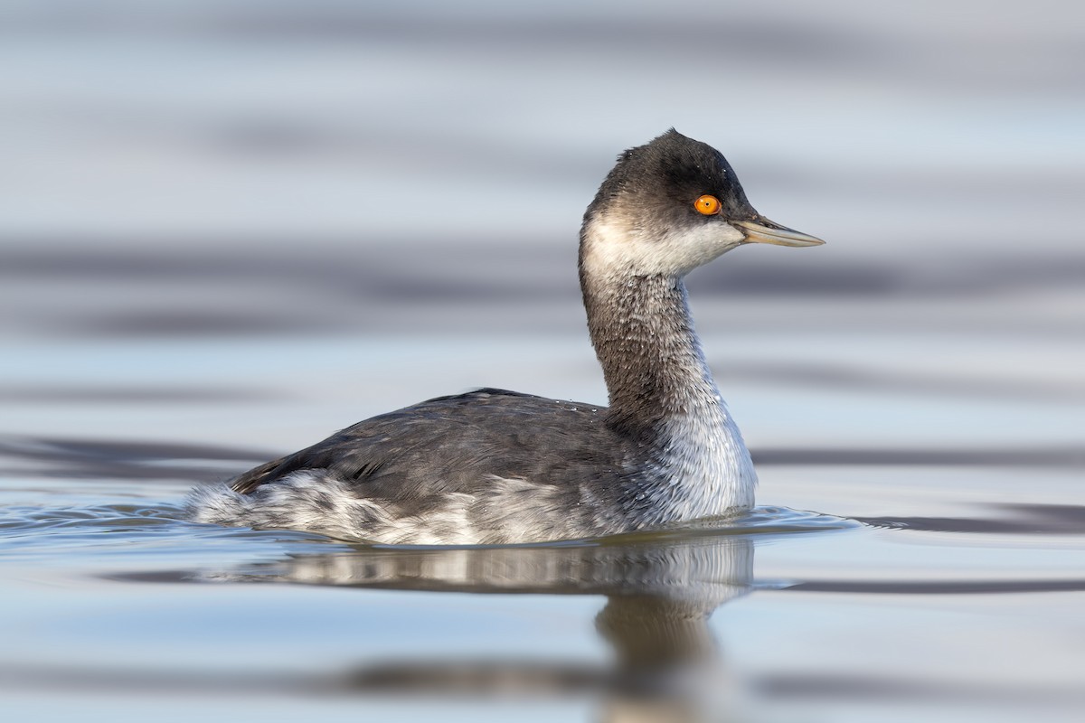 Eared Grebe - Zoran T.