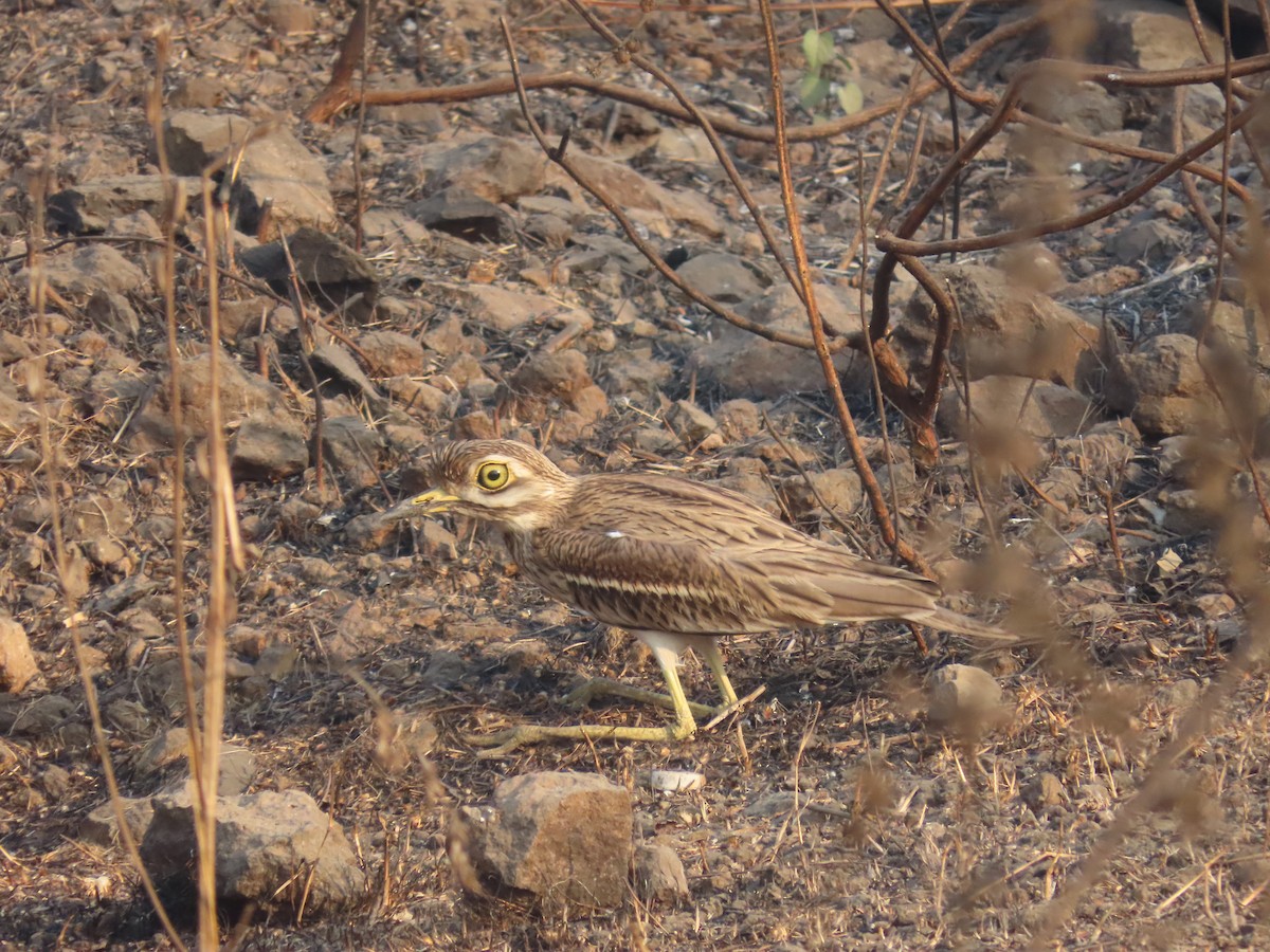 Indian Thick-knee - ML518542431