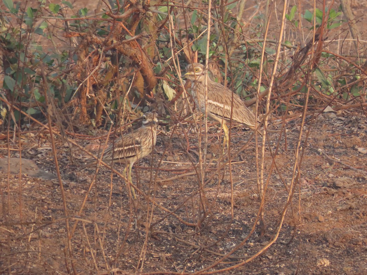 Indian Thick-knee - ML518542551