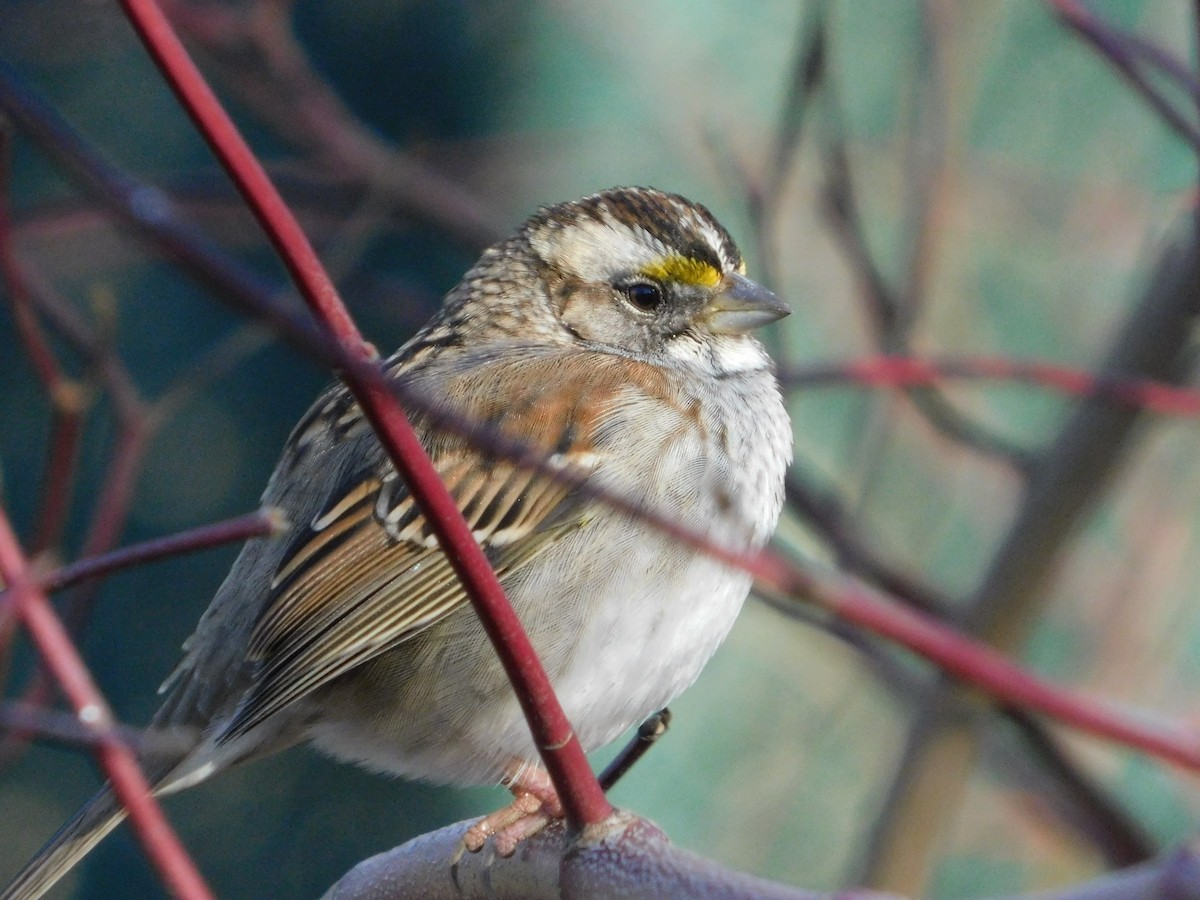 White-throated Sparrow - ML518545771
