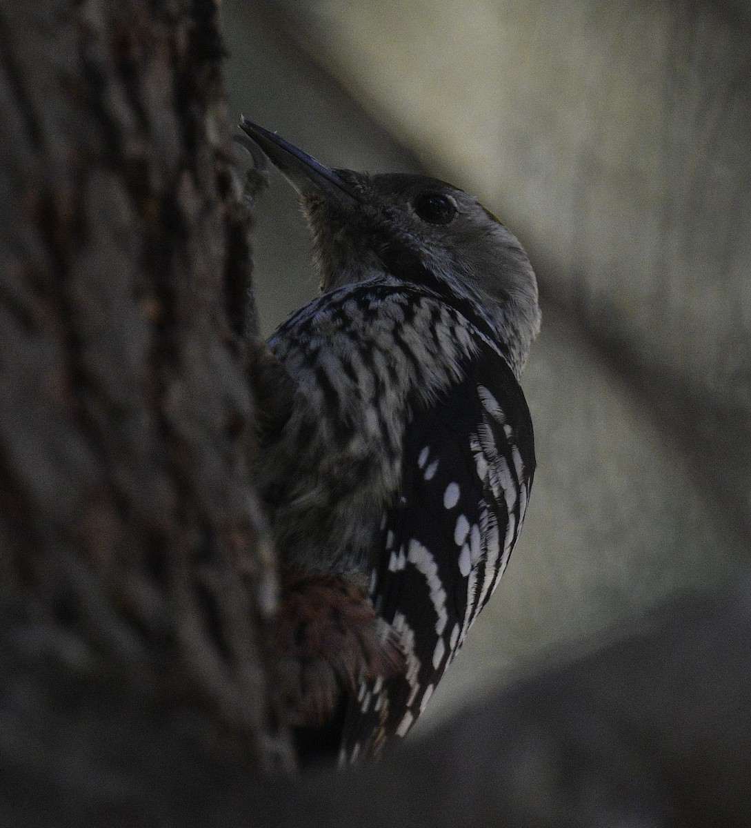 Brown-fronted Woodpecker - ML518551891
