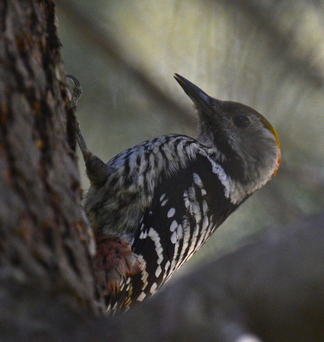 Brown-fronted Woodpecker - ML518551901