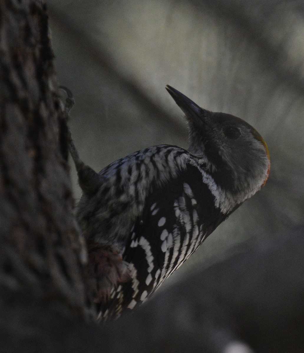 Brown-fronted Woodpecker - ML518551911