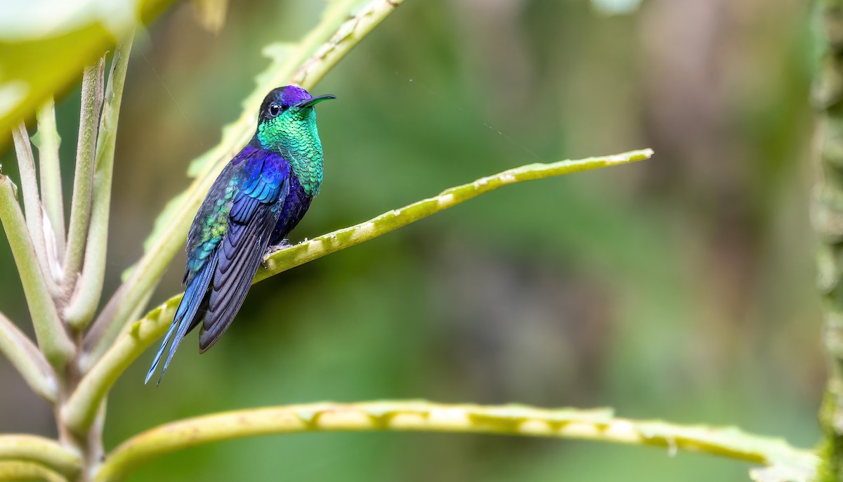 Crowned Woodnymph (Northern/Colombian Violet-crowned) - Connor Cochrane
