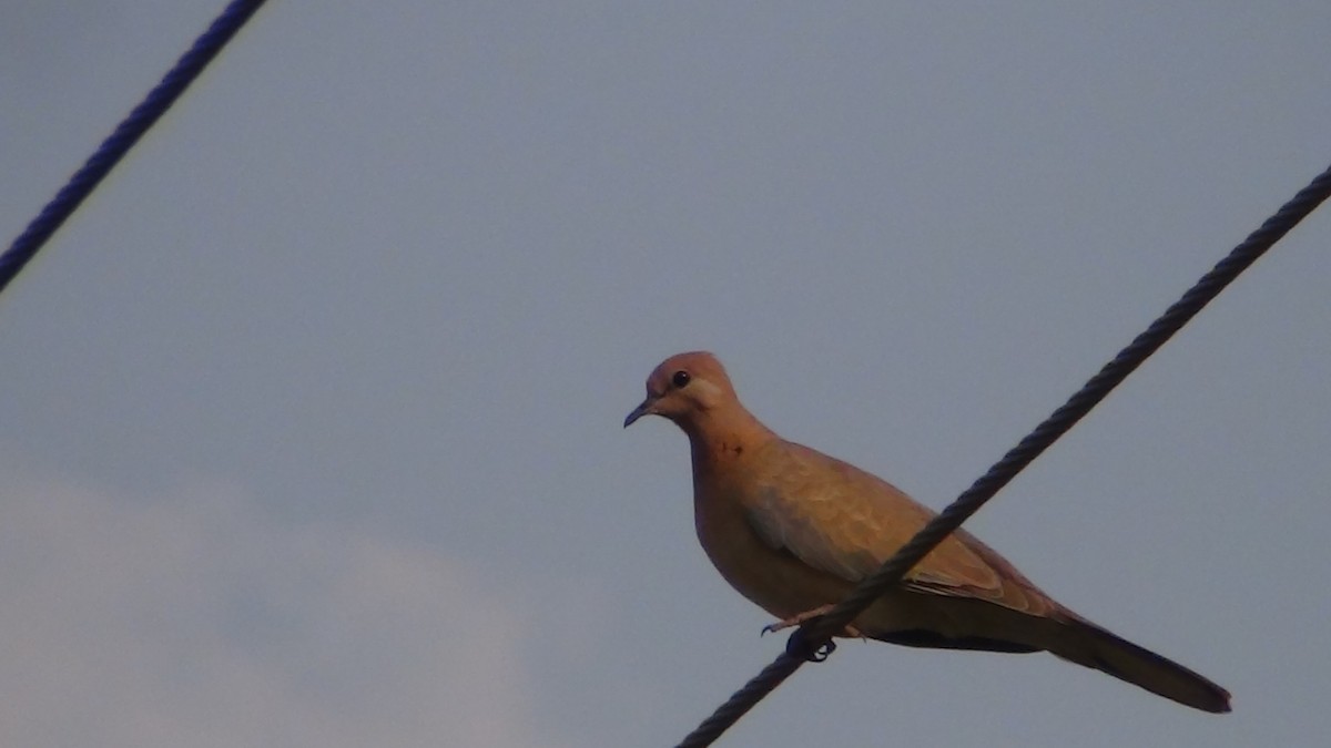 Laughing Dove - ML51855491