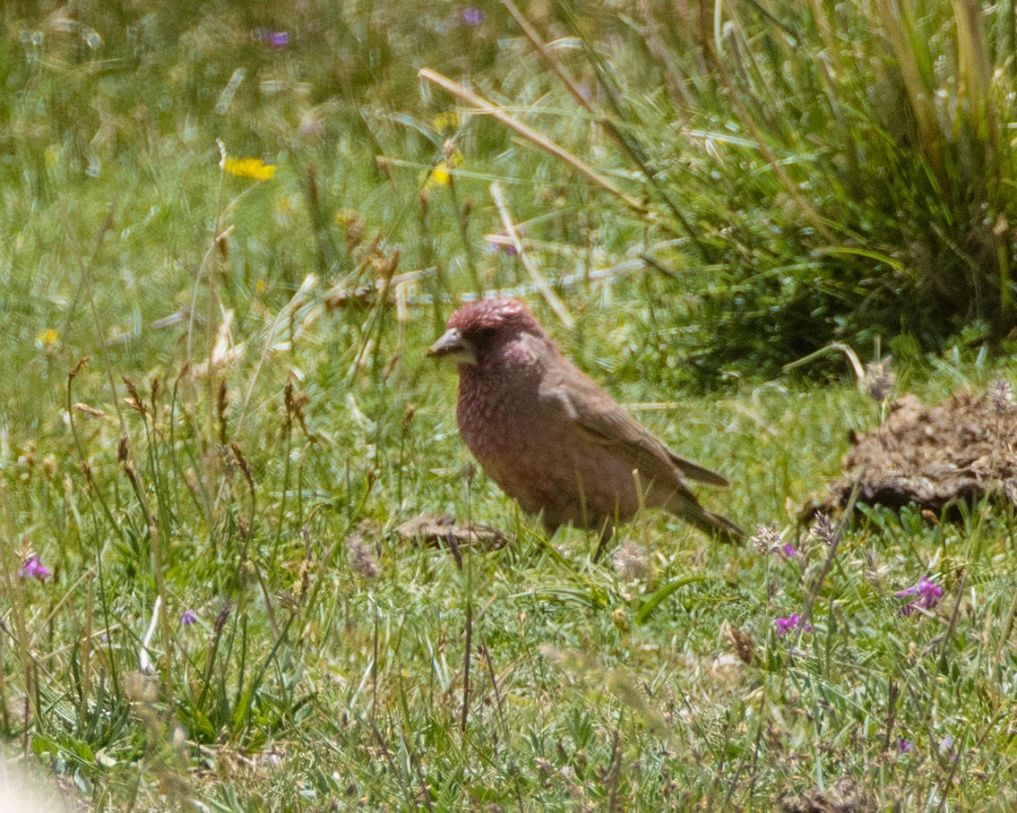 Great Rosefinch (Spotted) - ML518555231