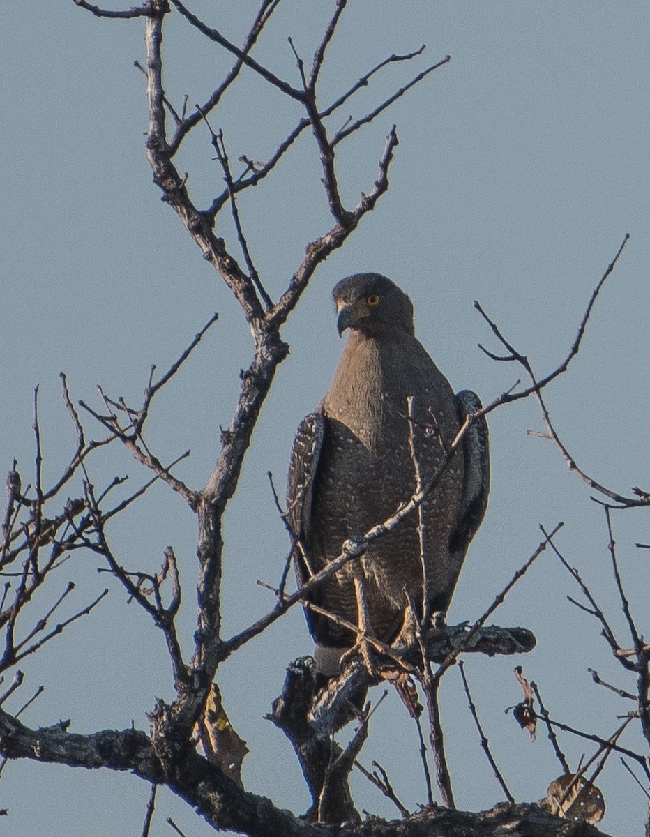 Crested Serpent-Eagle - ML51855751