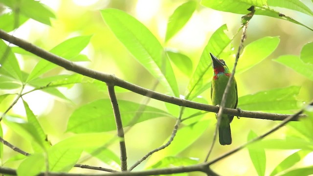 Red-throated Barbet - ML518565