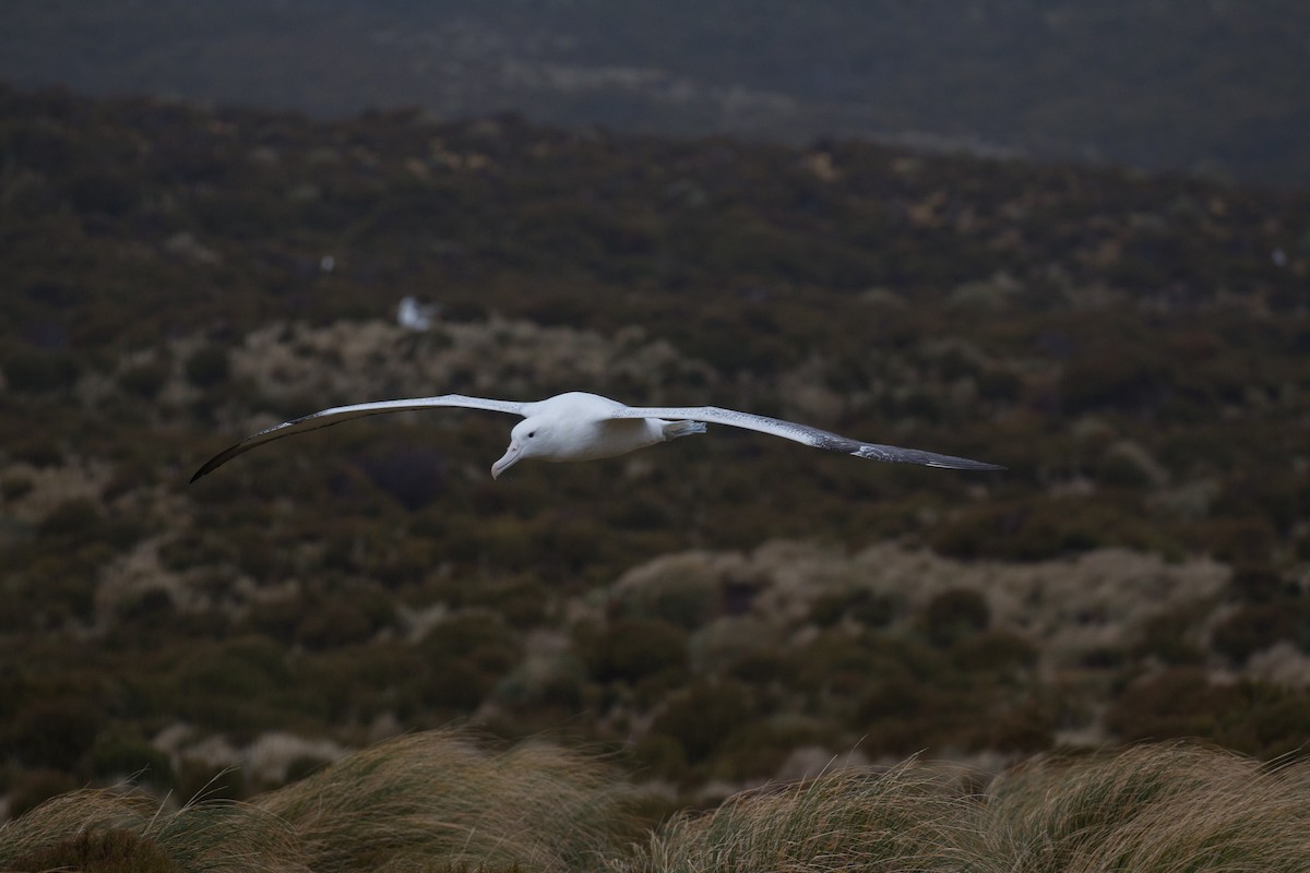 albatros královský - ML518565581