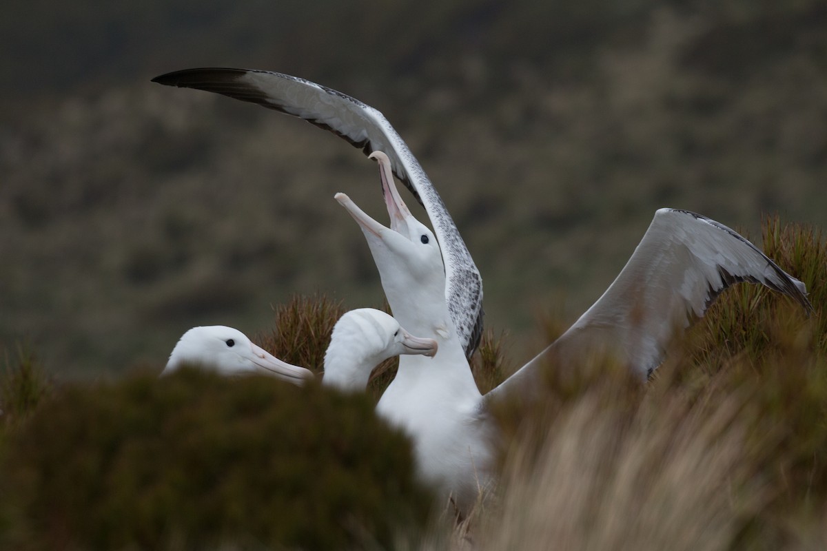 albatros královský - ML518565631