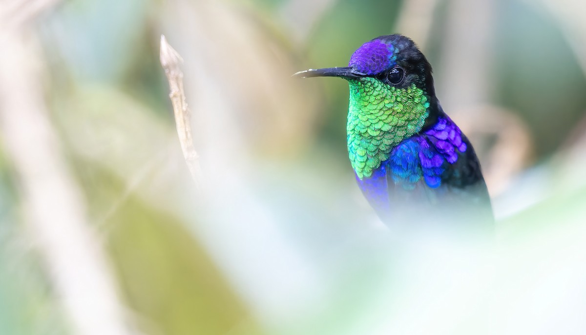 Crowned Woodnymph (Northern/Colombian Violet-crowned) - Connor Cochrane