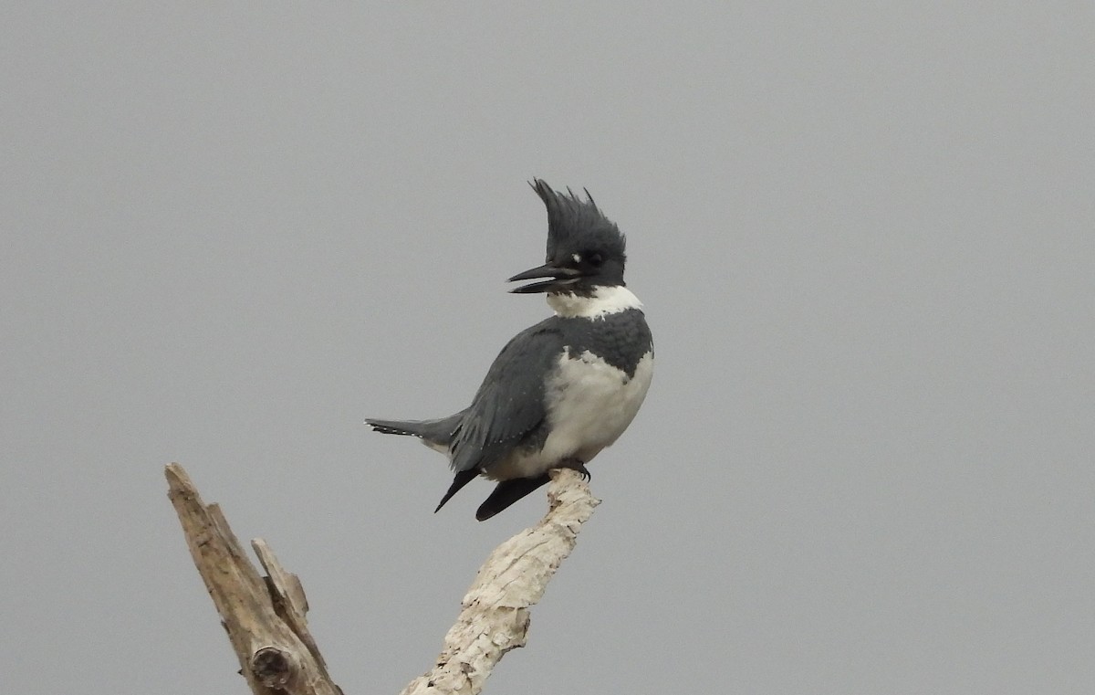 Belted Kingfisher - ML518566071