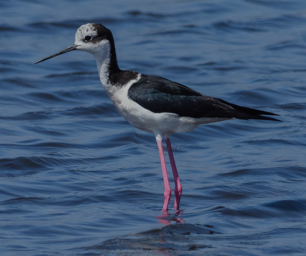 eBird Checklist - 28 Dec 2022 - Pichilemu--Laguna Petrel (Humedal ...