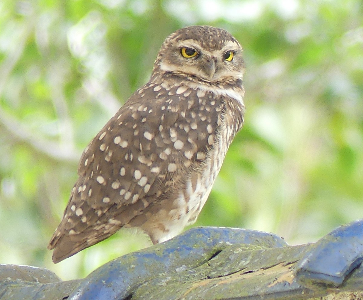 Burrowing Owl - ML518566681