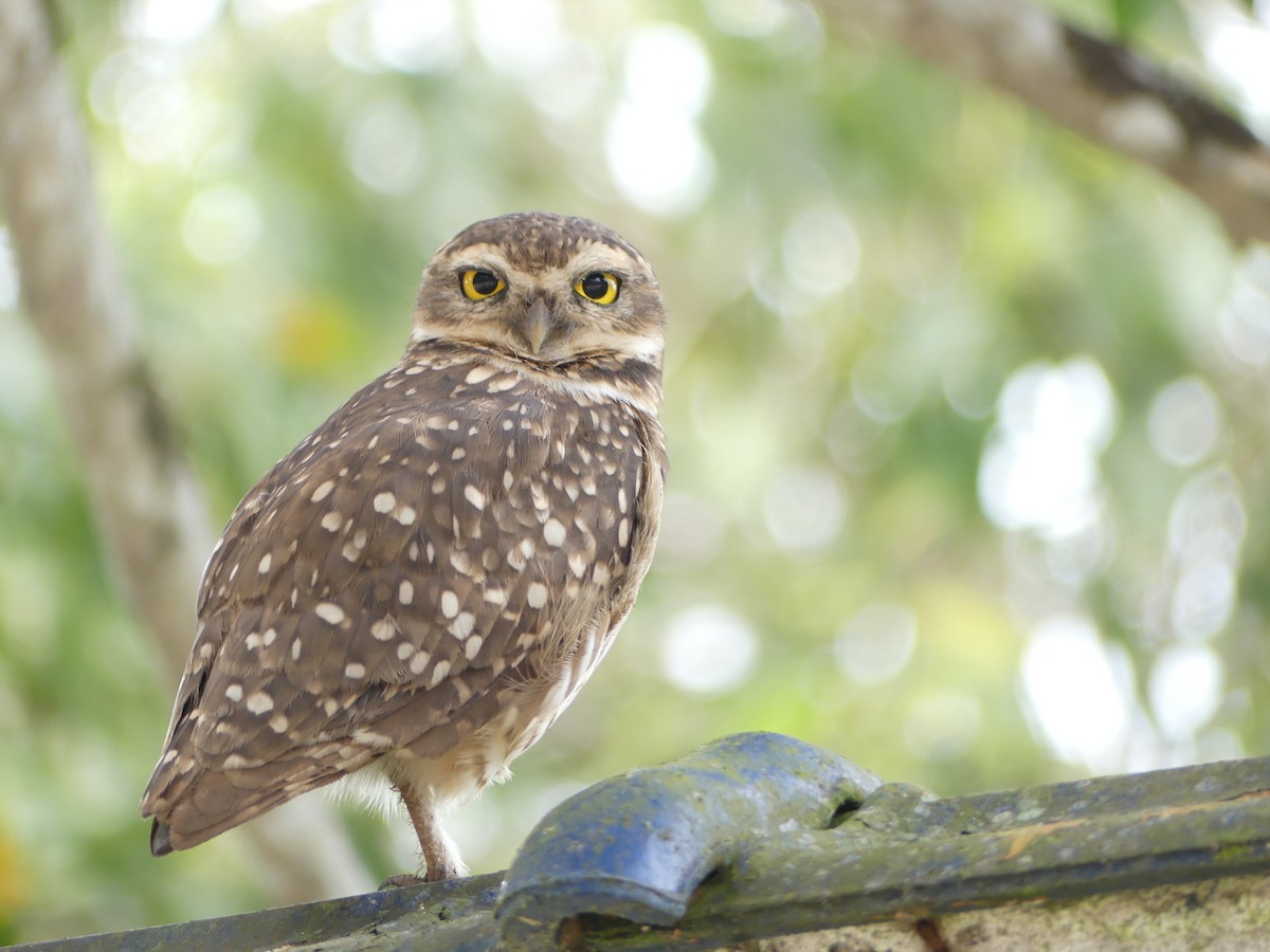 Burrowing Owl - Robin Duska