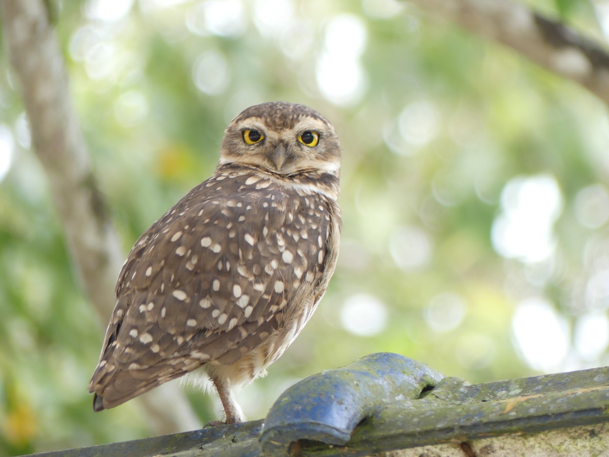 Burrowing Owl - ML518566721