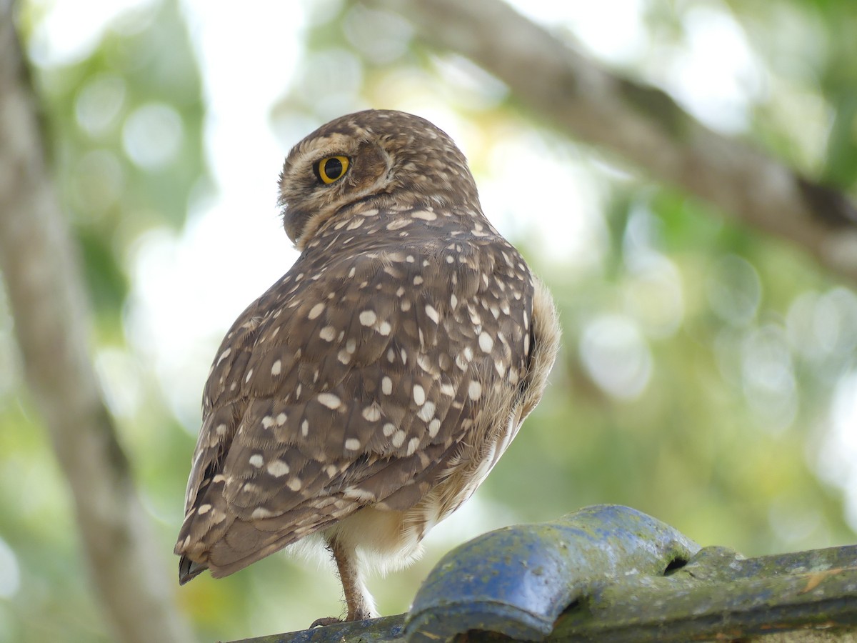 Burrowing Owl - ML518566731