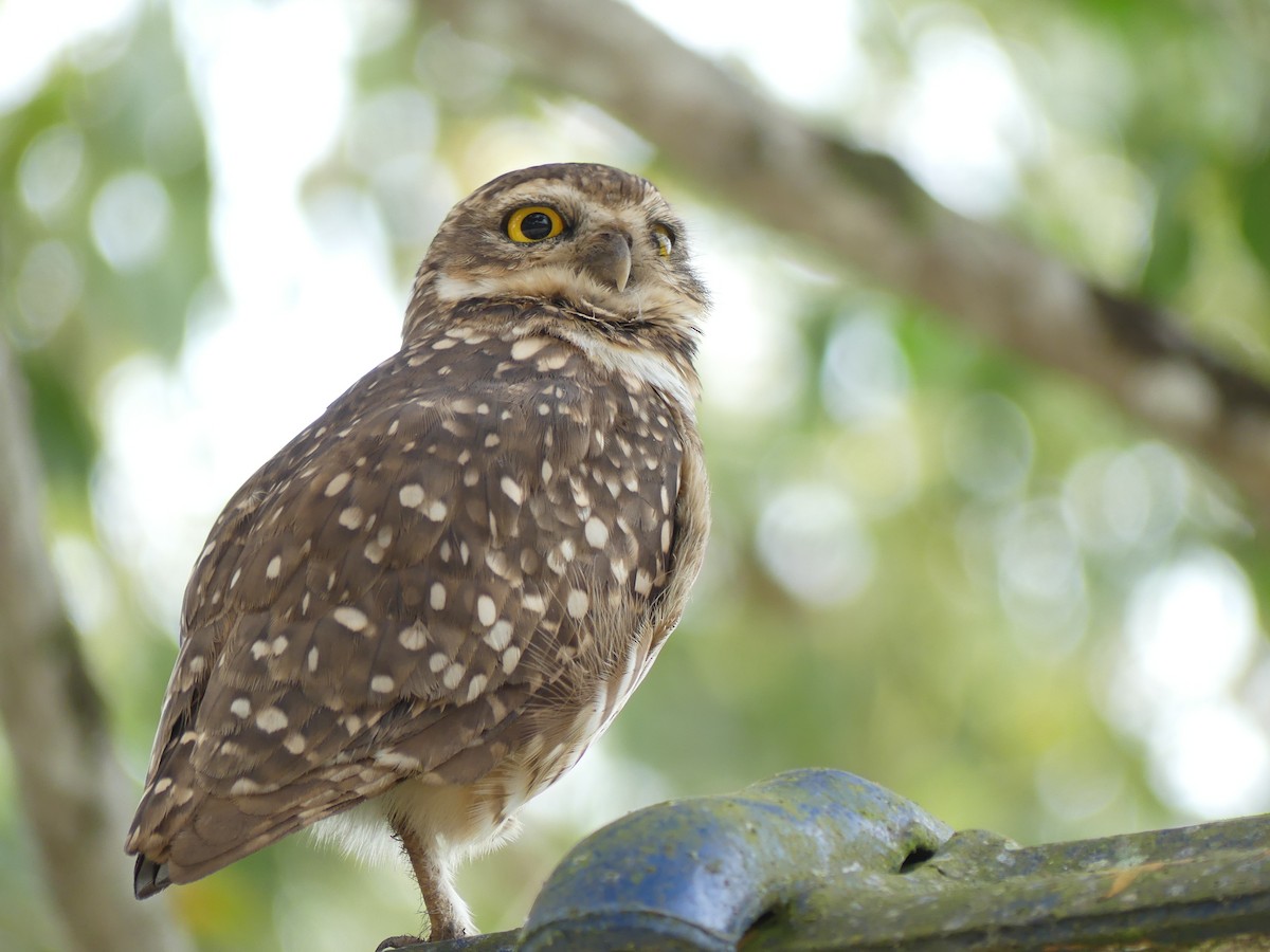 Burrowing Owl - ML518566741