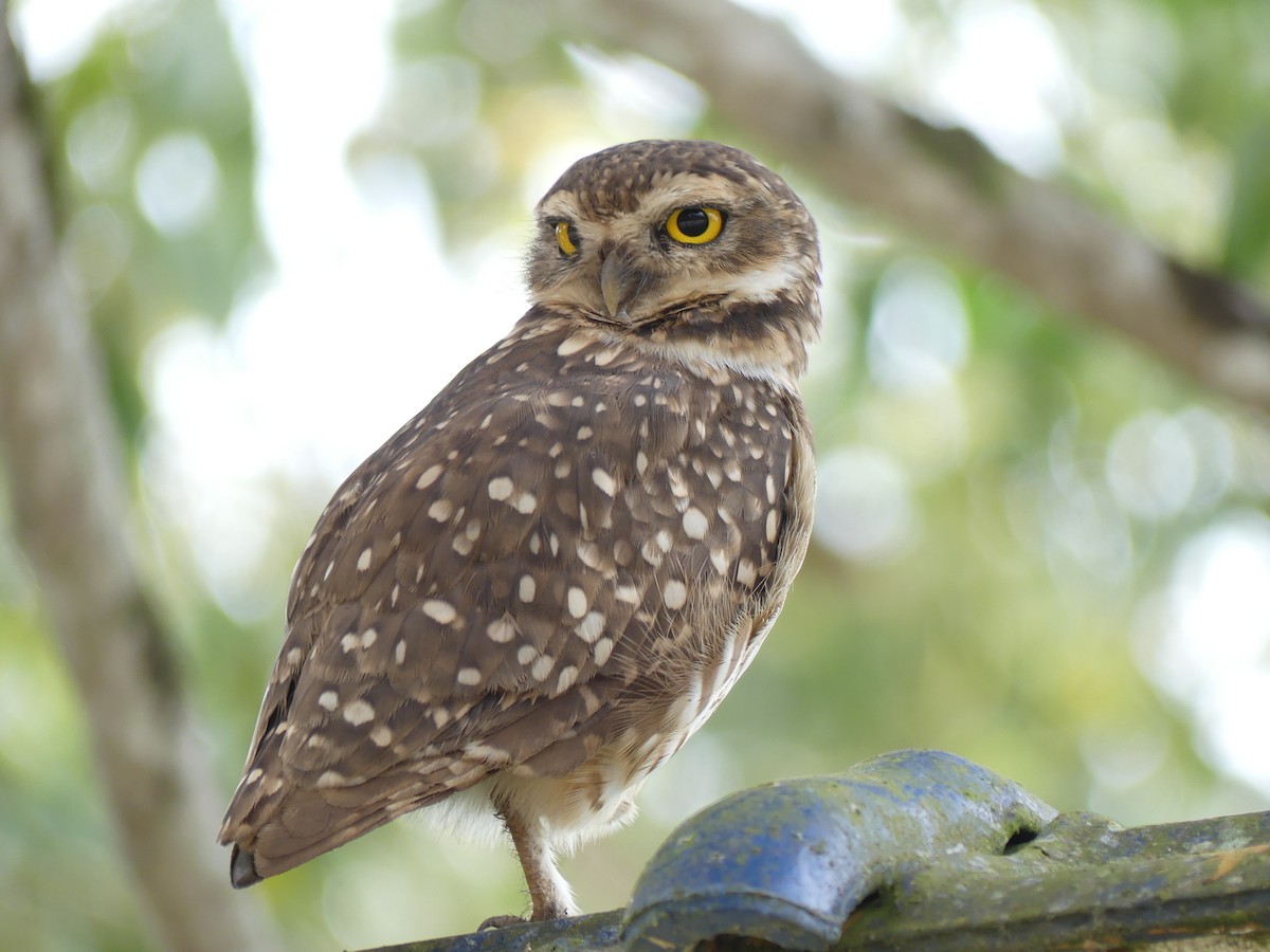 Burrowing Owl - ML518566751