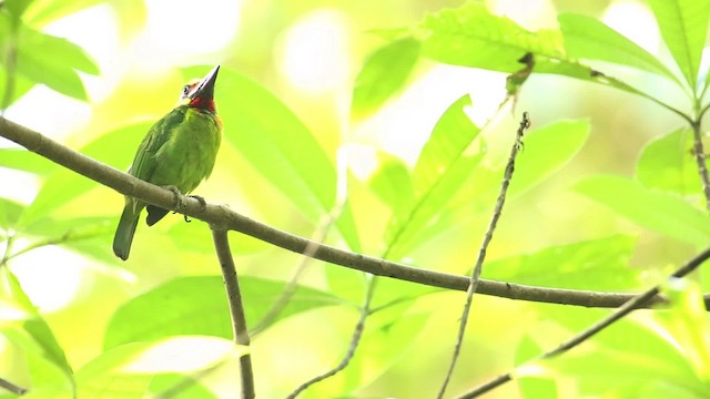 Red-throated Barbet - ML518569
