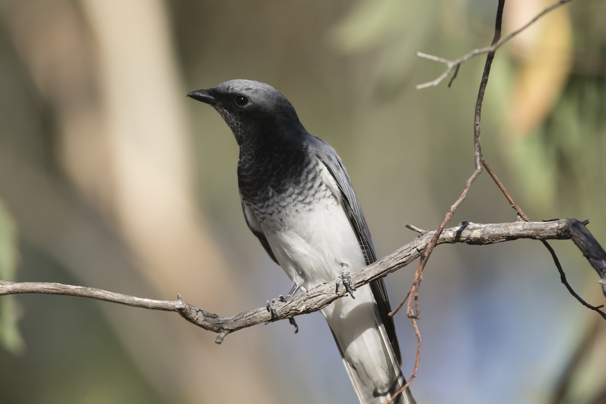 White-bellied Cuckooshrike - John Cantwell